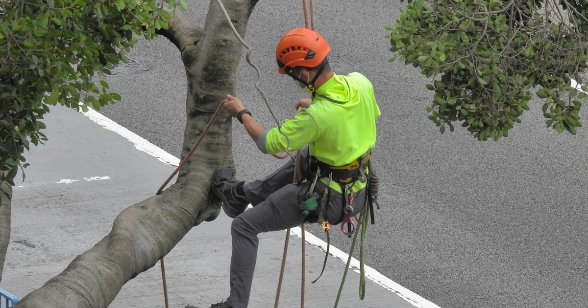 Tree Cabling and Bracing: Saving Valuable Trees