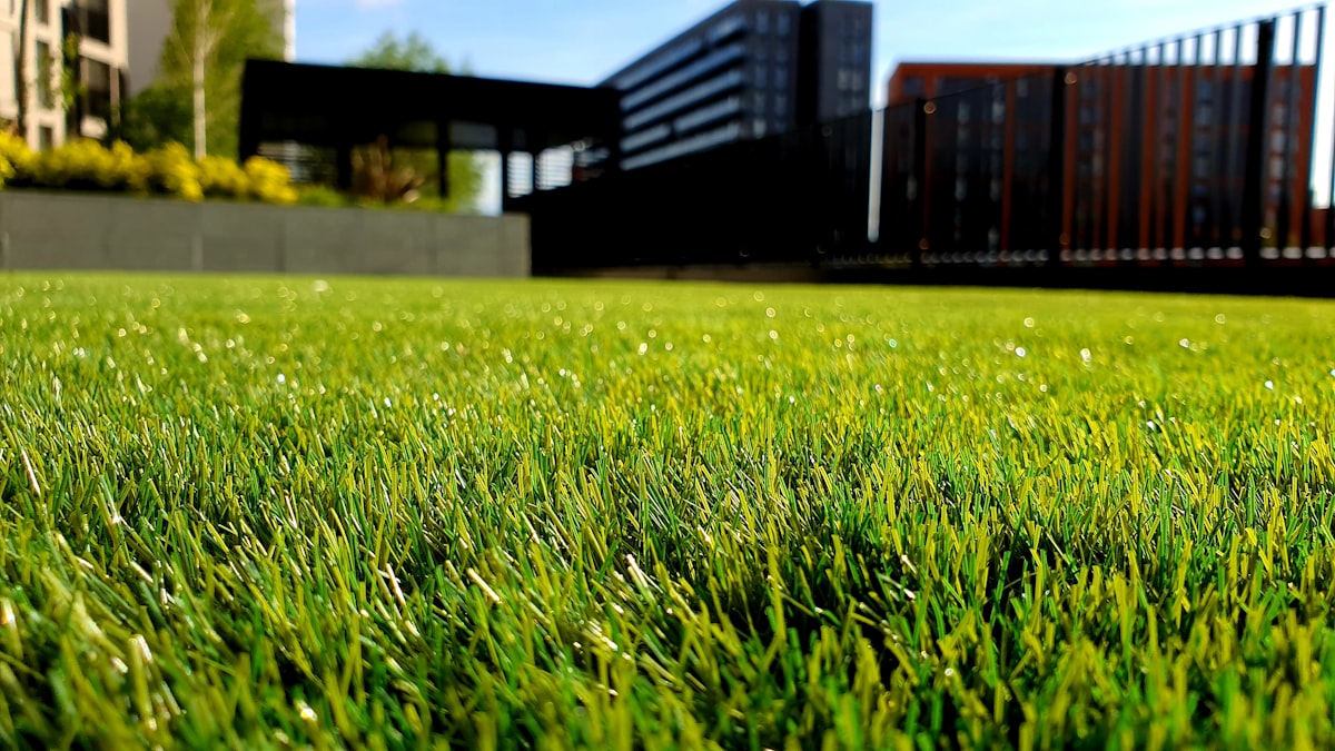 Best Grass Types for Houston Lawns: St. Augustine vs Bermuda vs Zoysia